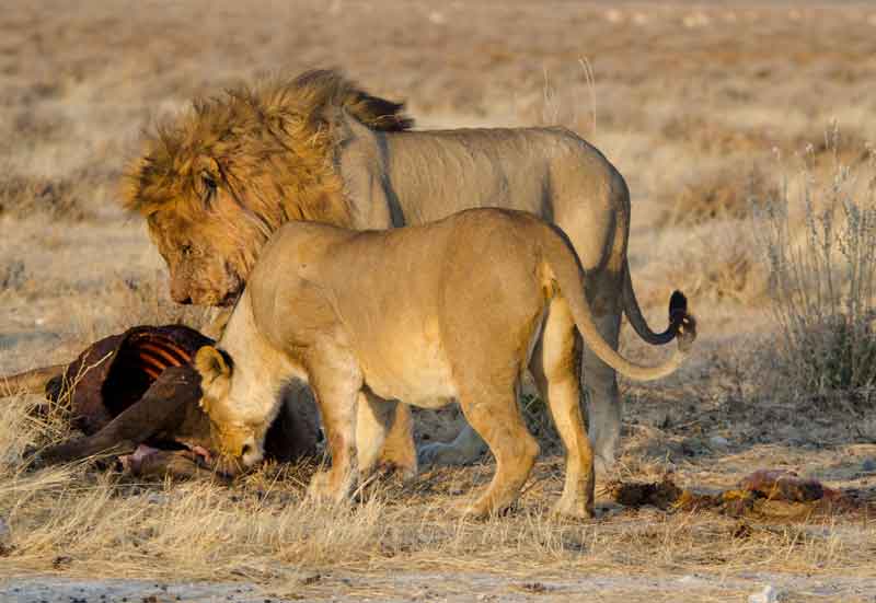 92 - Namibia - leones comiendo - parque nacional de Etosha